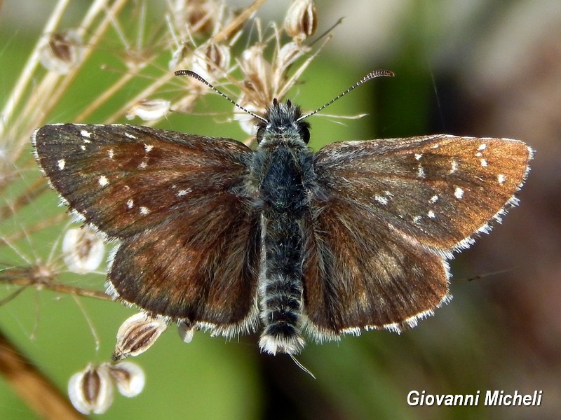 Hesperidae 2 da ID - Pyrgus sp.